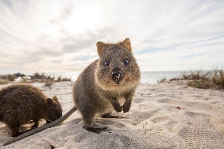 Rottnest Bayseeker Bus Tour from Hillarys Boat Harbour 3