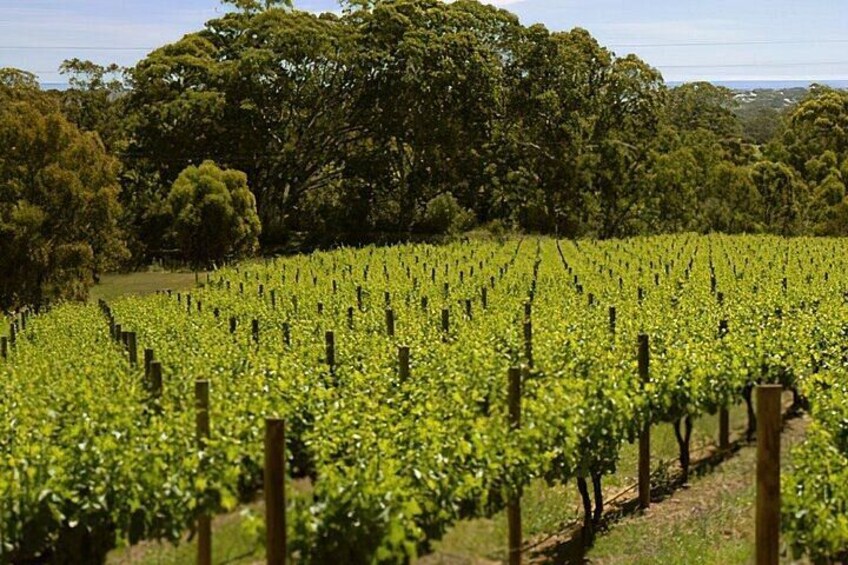 Sip & Scenic: Adelaide Hills 2