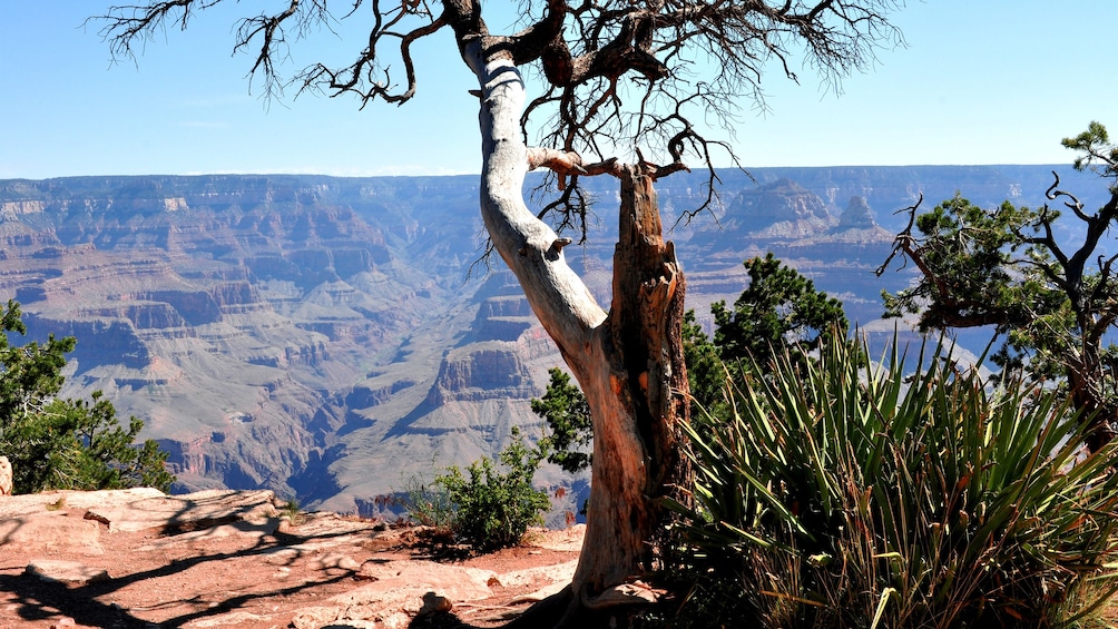 Un árbol con un tronco retorcido y el Gran Cañón al fondo. 4