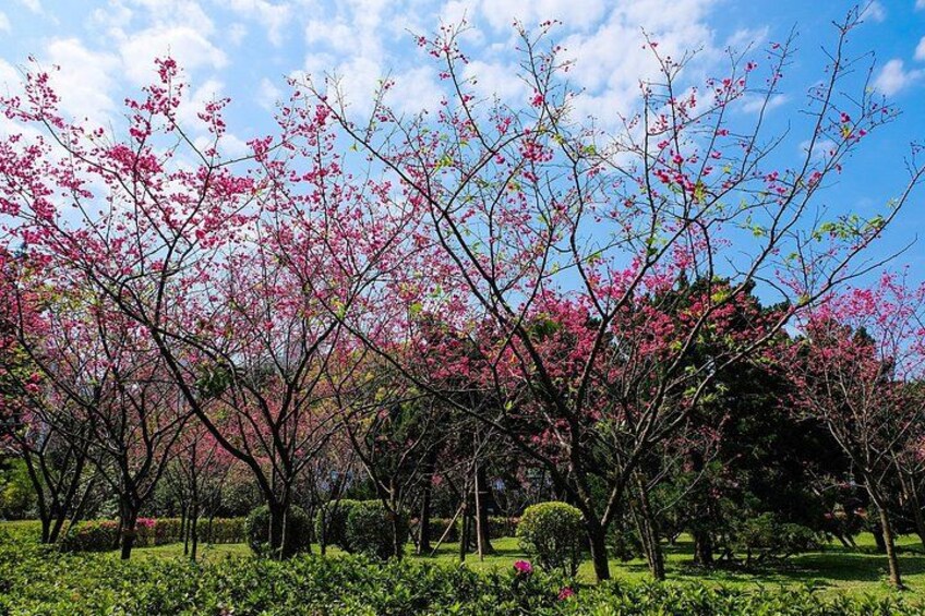 Sakura Spring Season: Chiang Kai-shek Memorial Hall 4