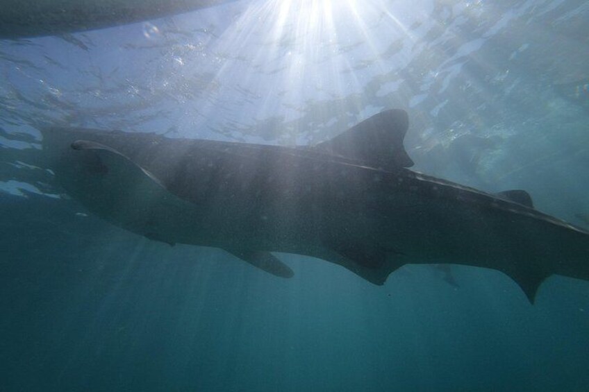 A shark swimming underwater with sunlight filtering through the water. 2
