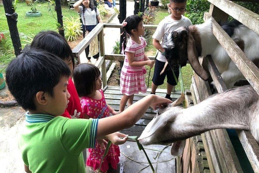 Children feeding goats at a farm. 5