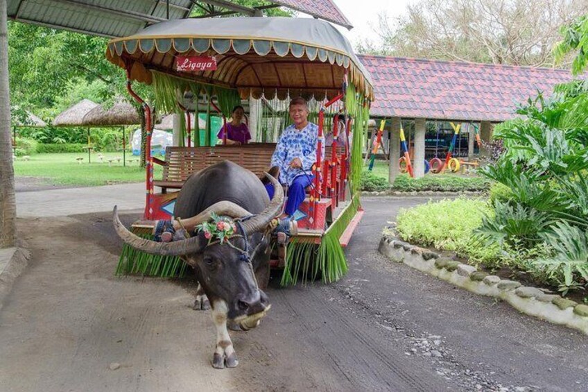 Carabao 1