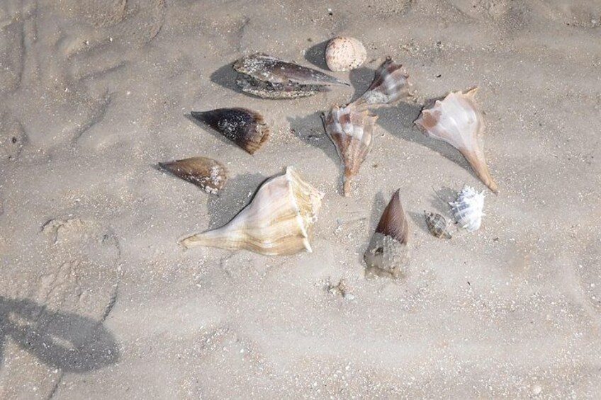 Various seashells on a sandy beach. 4