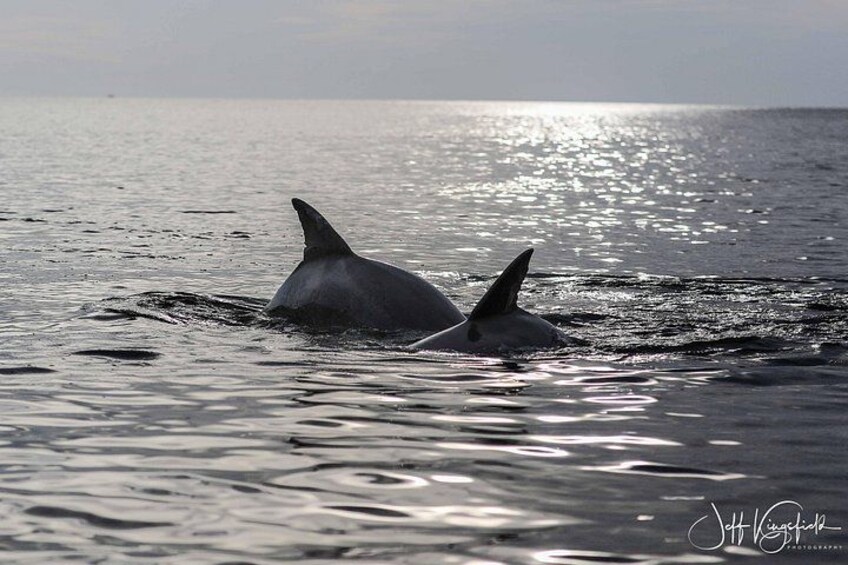 Two dolphins in the ocean with sunlight reflecting on the water. 3