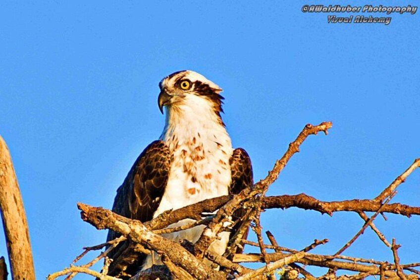 An osprey perched on a branch. 2