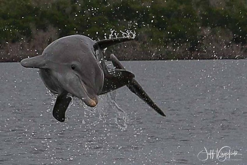 A dolphin leaping out of the water. 5