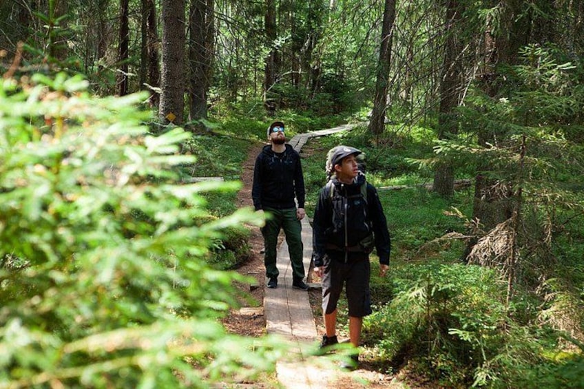 Magical Taiga Forest Hike with Lunch and Transportation 1