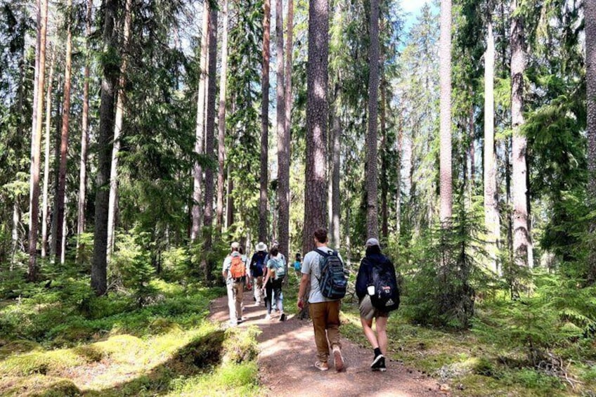 Magical Taiga Forest Hike with Lunch and Transportation 2