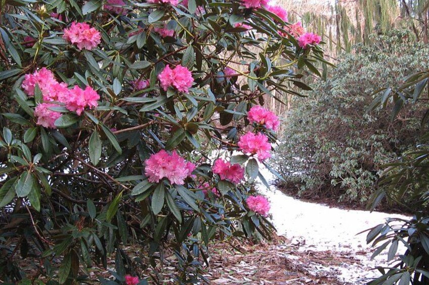 Skip-the-Line: Botanic Garden Entry Ticket 1
