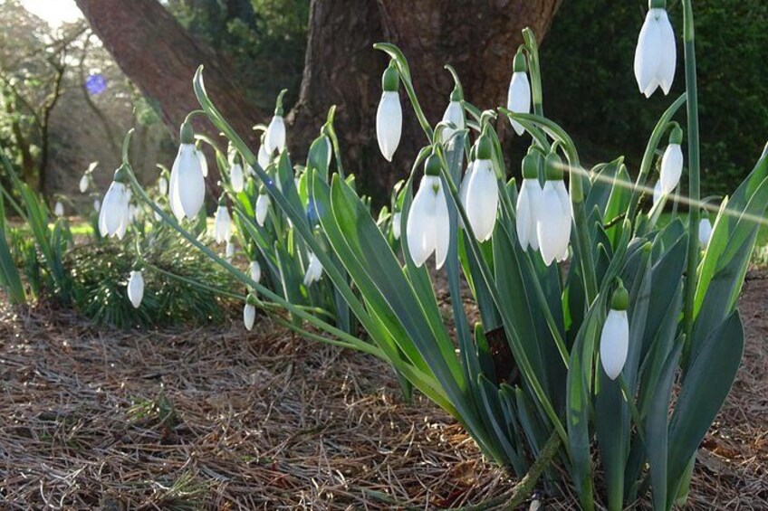 Skip-the-Line: Botanic Garden Entry Ticket 3