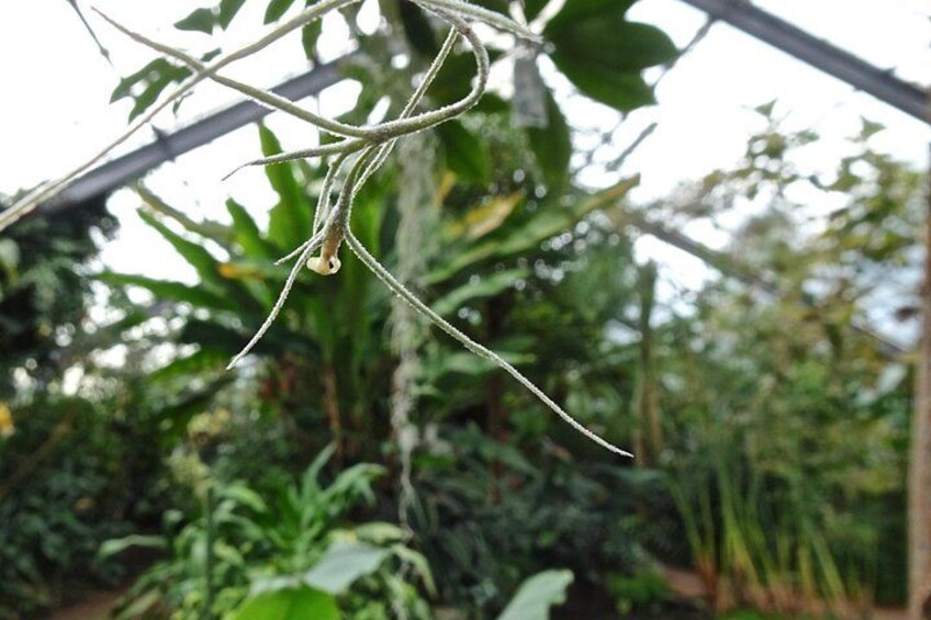 Skip-the-Line: Botanic Garden Entry Ticket 5