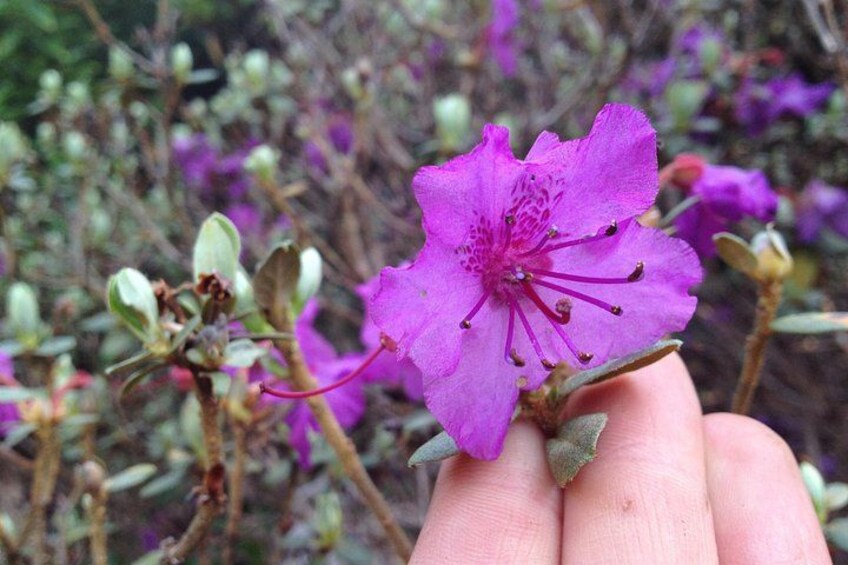 Skip-the-Line: Botanic Garden Entry Ticket 2