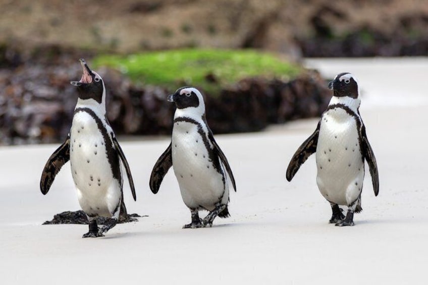 Cape of Good Hope, Table Mountain & Penguins Private Tour from Cape Town 1