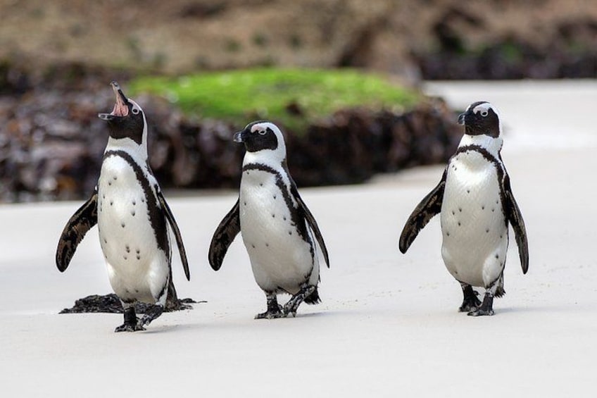 Drie pinguïns lopen over een zandstrand, met rotsen en groene begroeiing op de achtergrond. 1