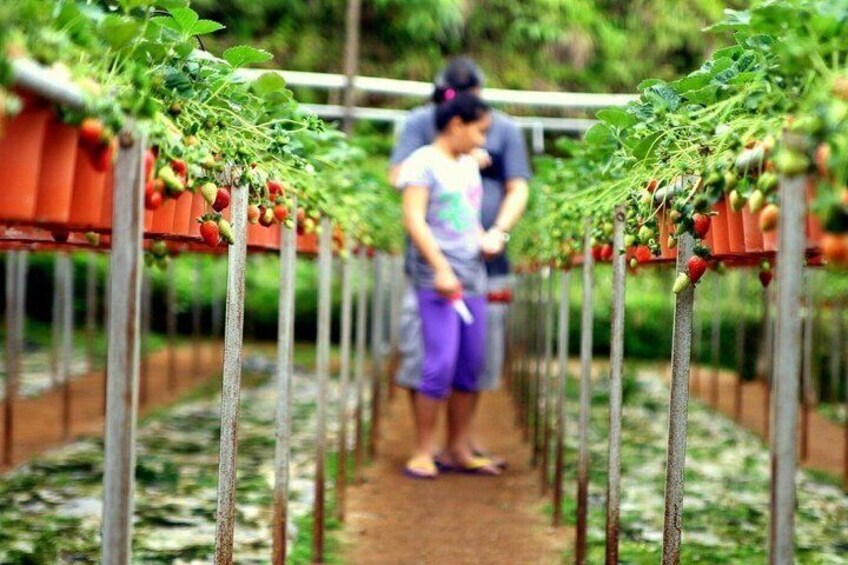 Big Red Strawberry Farm