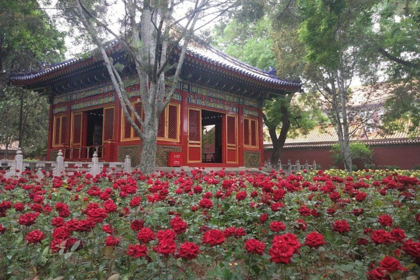 The imperial garden in the Forbidden City 4