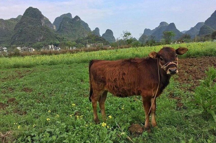 The water buffalo is grazing in the fields 4