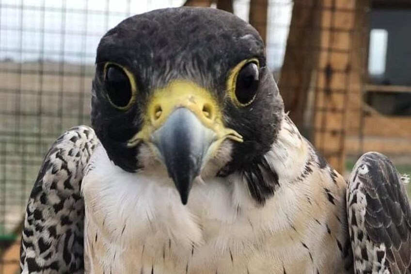 Un oiseau de proie doté d’un bec acéré et d’yeux perçants, peut-être un faucon, dans une cage. 2