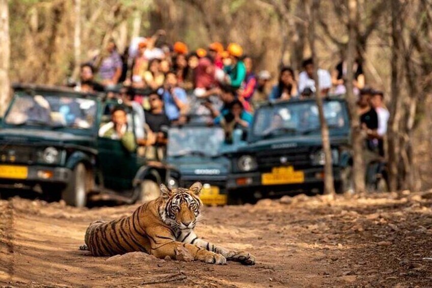 Private 4-Day Tiger Safari & Golden Triangle Tour from Delhi 1