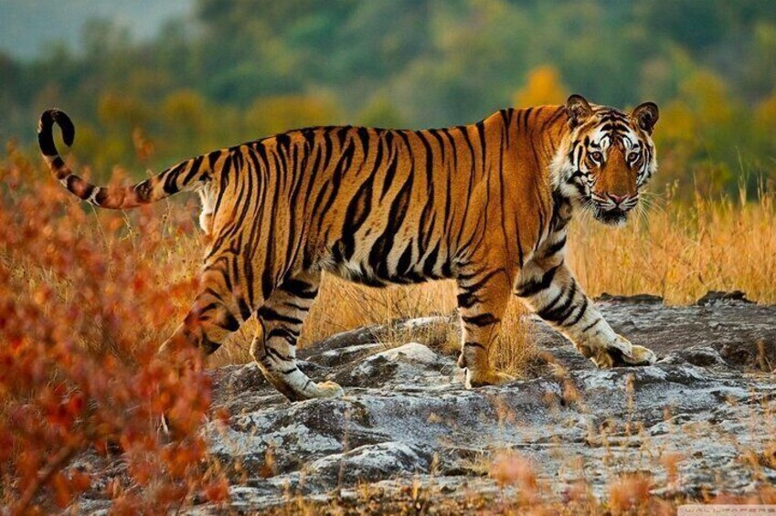 A tiger walking on rocky terrain with dry grass in the foreground. 5