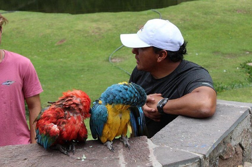 Cusco: visita el centro rescate de animales 5