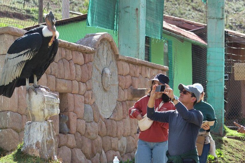 Cusco: visita el centro rescate de animales 5