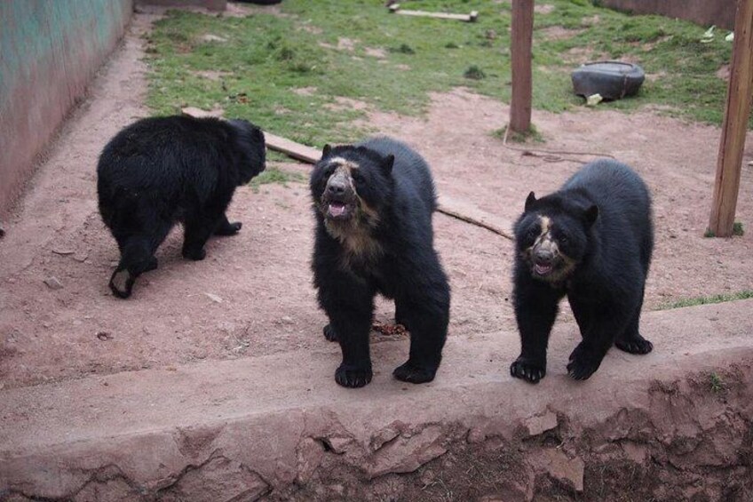 Cusco: visita el centro rescate de animales 1