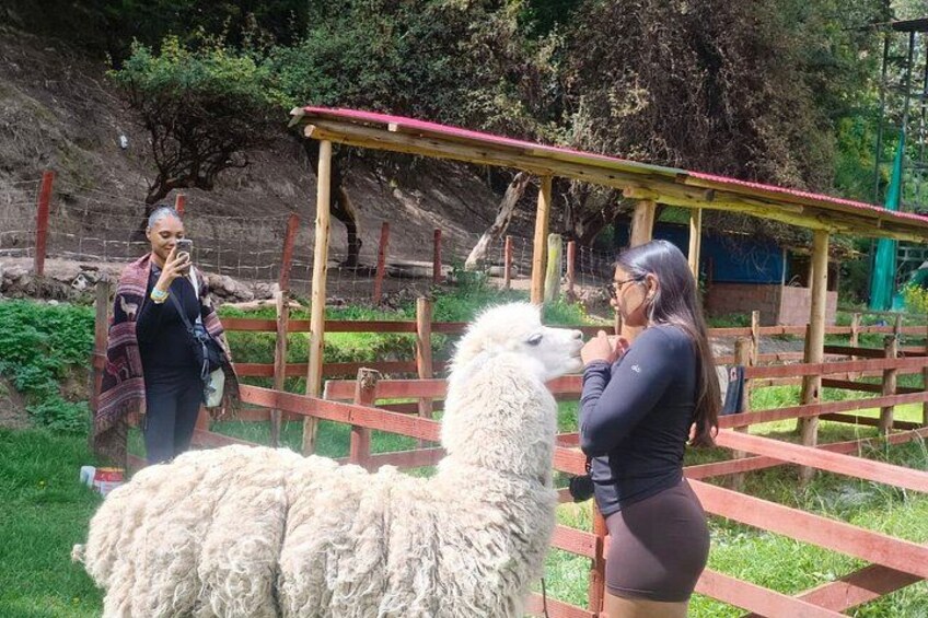 Cusco: visita el centro rescate de animales 3