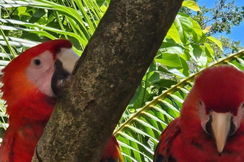 West Bay Beach Break / Monkey and Sloth Sanctuary 4