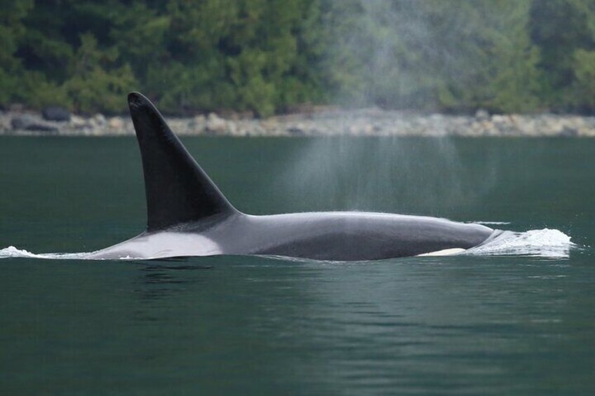 A whale swimming in the ocean with a forested shoreline in the background. 4