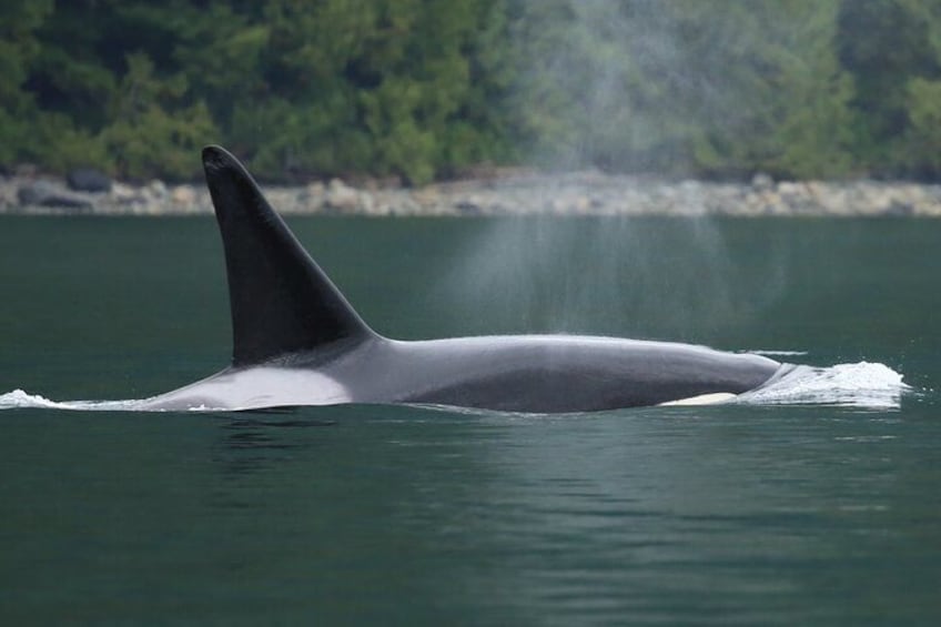 Une baleine nage dans l’océan, avec une côte boisée en arrière-plan. 2