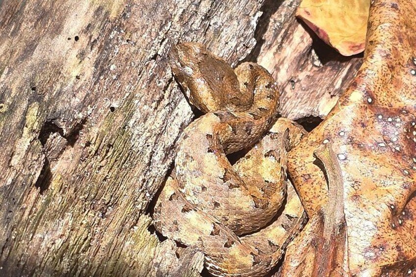 A snake coiled on a tree trunk. 4