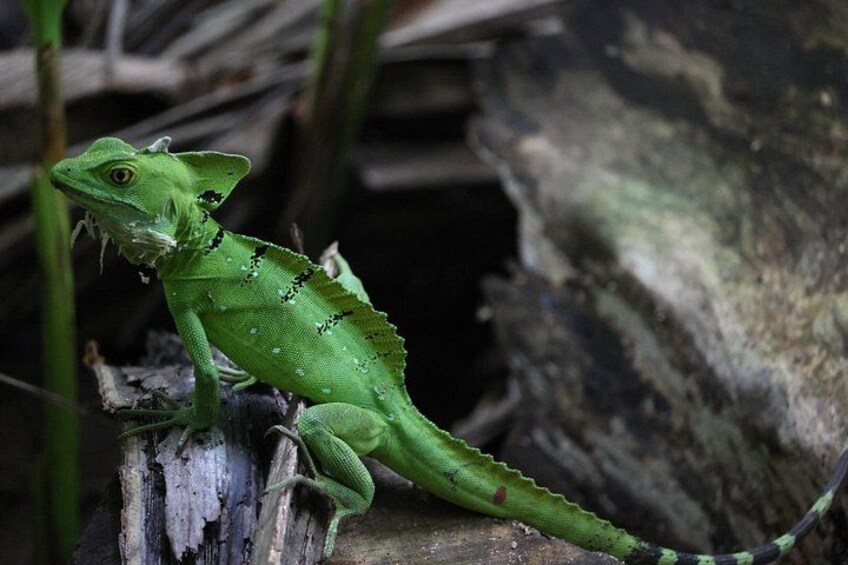 A green lizard on a tree branch. 3