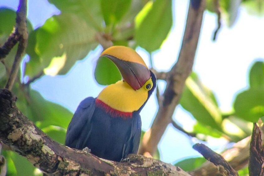 A toucan perched on a branch with green leaves in the background. 1