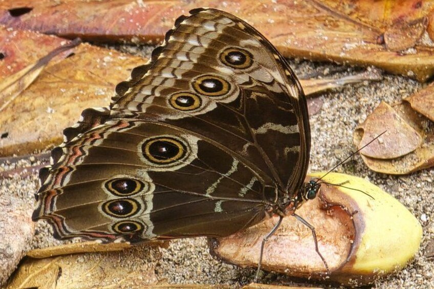 A butterfly resting on a leaf. 5