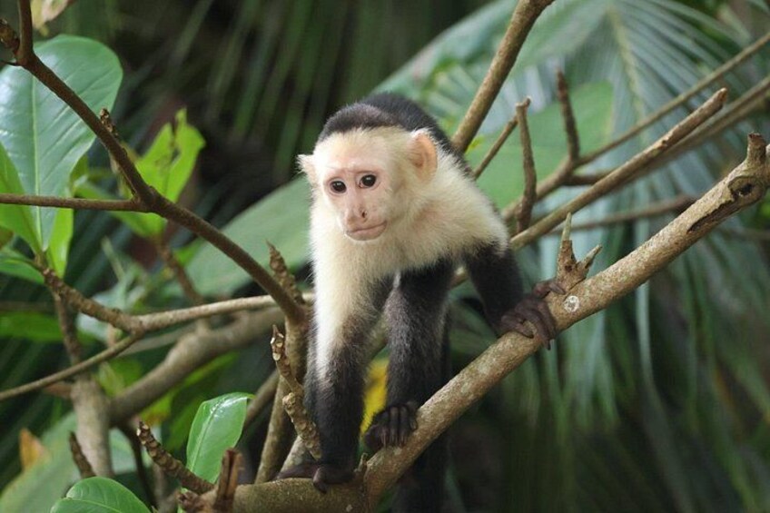 A monkey on a tree branch in a forest. 2