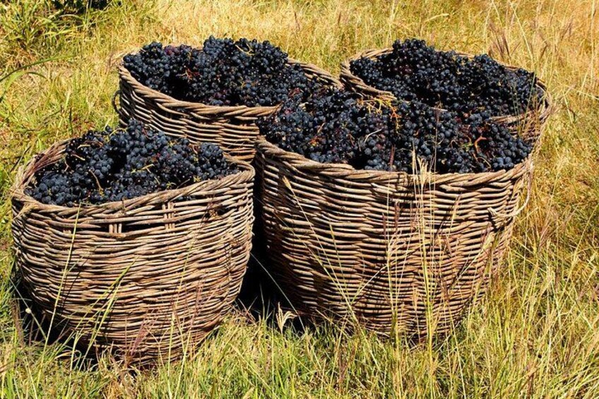 Wicker baskets filled with dark-colored grapes on a grassy field. 2