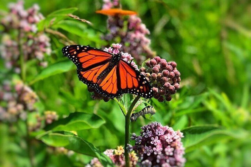 A monarch butterfly on a plant with pink flowers. 2