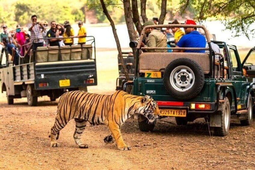 A tiger walking in front of a safari vehicle with passengers. 1