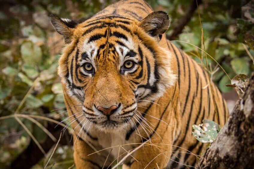 Adventures Ranthambore Wildlife Safari Tour from Delhi with Safari Rides 1