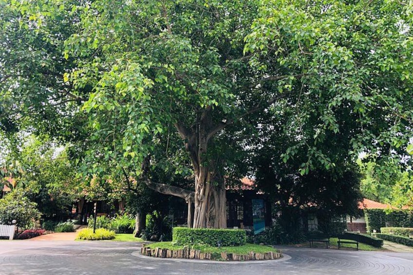 A large tree with a thick trunk and dense green foliage in a landscaped area with a paved path and a bench. 1