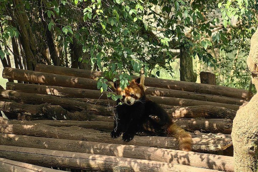 Chengdu Panda Research Base Tickets And Optional Private Tour 4