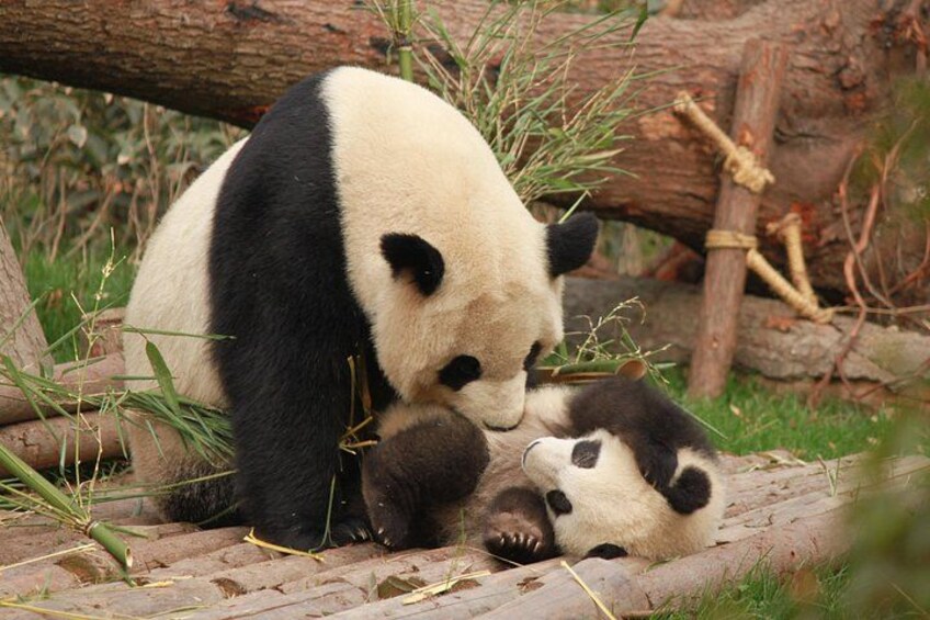 Chengdu Panda Research Base Tickets And Optional Private Tour 1