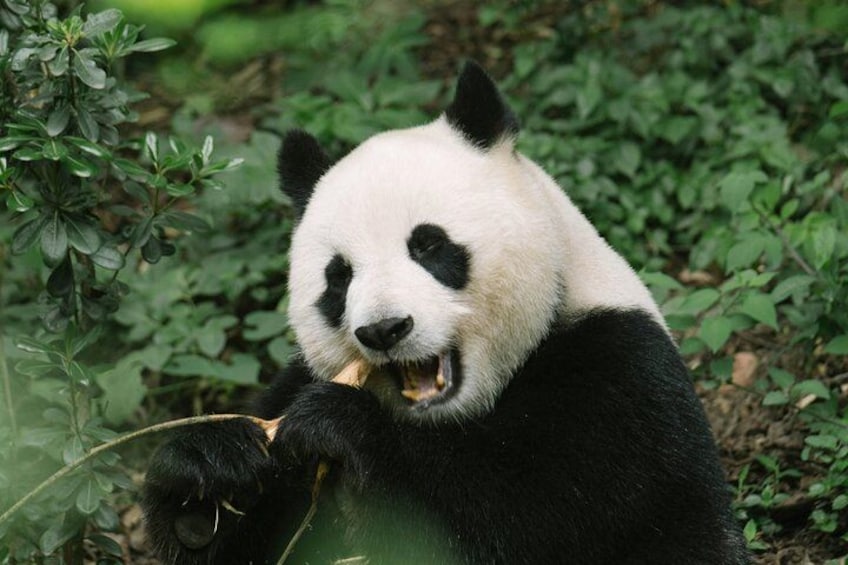Chengdu Panda Research Base Tickets And Optional Private Tour 2
