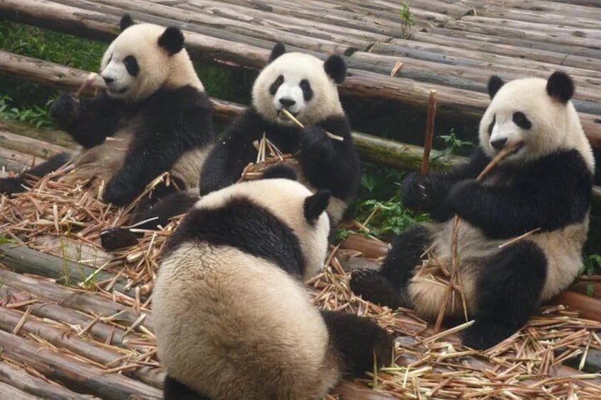 Chengdu Panda Research Base Tickets And Optional Private Tour 4