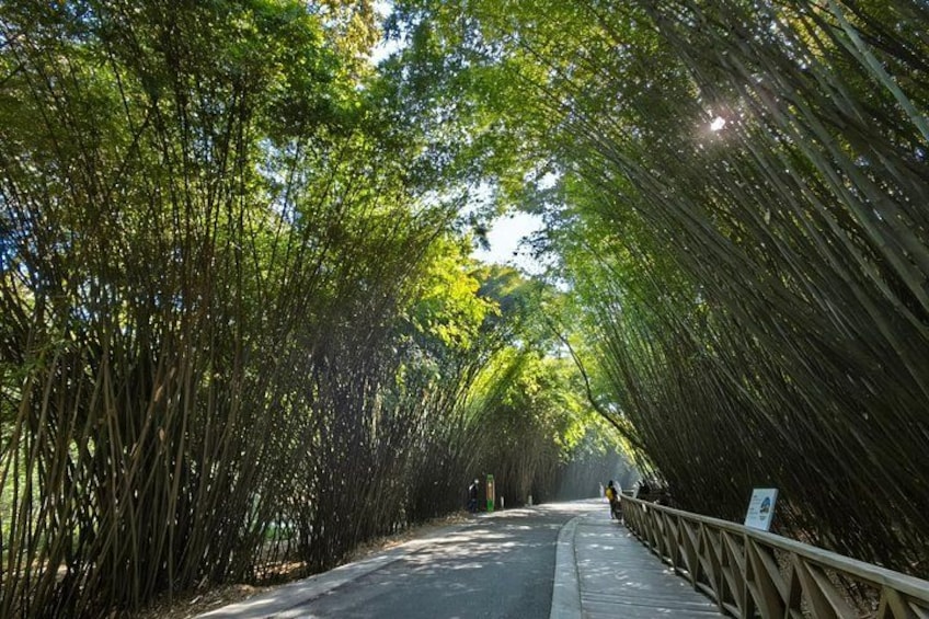 Chengdu Panda Research Base Tickets And Optional Private Tour 3