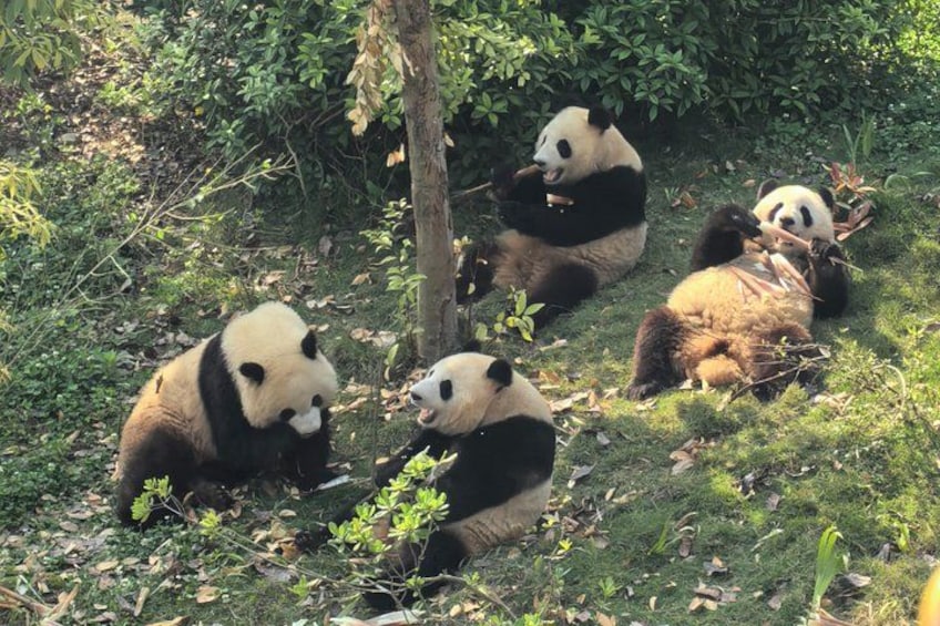 Chengdu Panda Research Base Tickets And Optional Private Tour 2