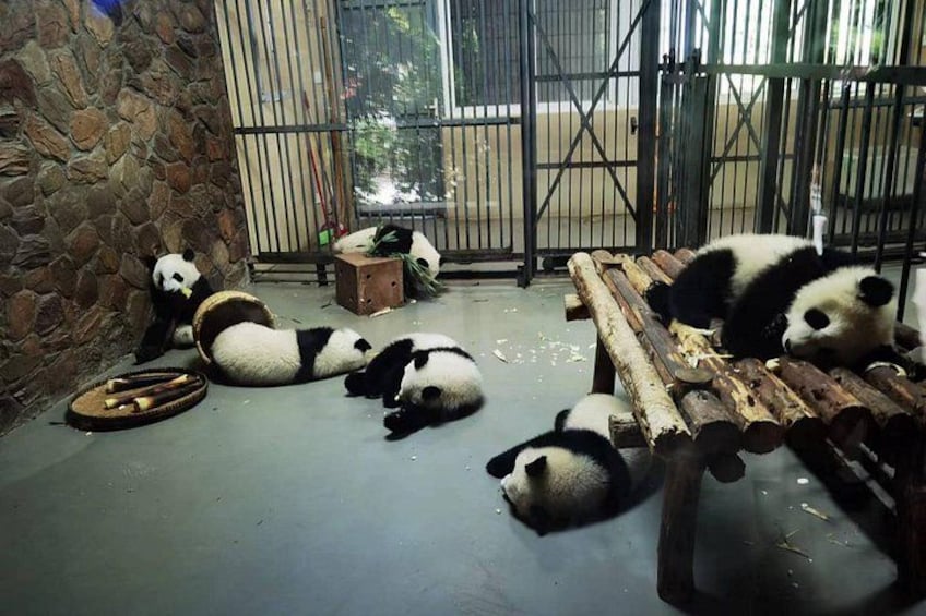 Chengdu Panda Research Base Tickets And Optional Private Tour 5