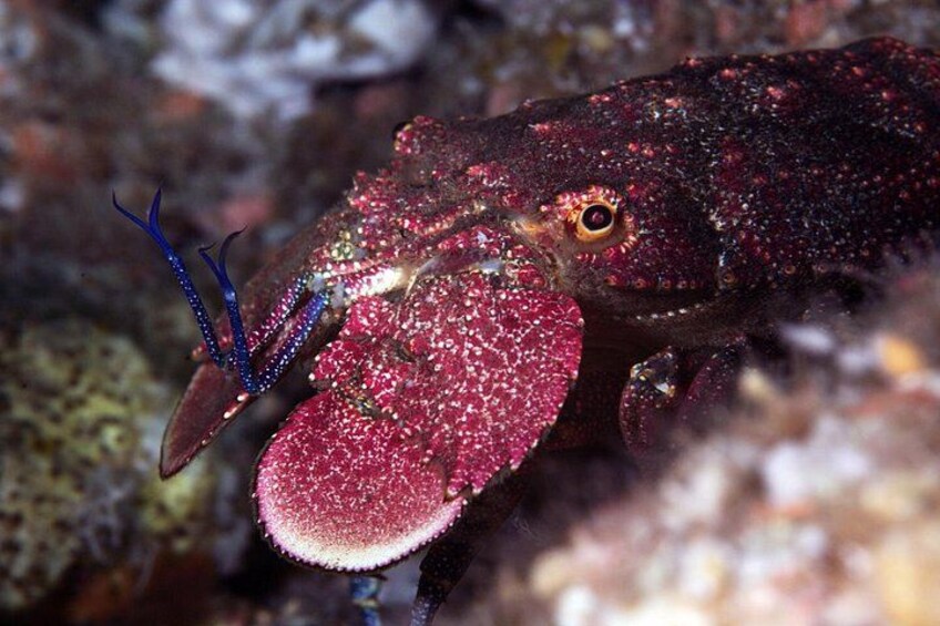 Full-Day Scuba Dive Charter to Hen Island 3